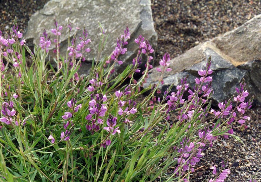 Polygala vulgaris photo